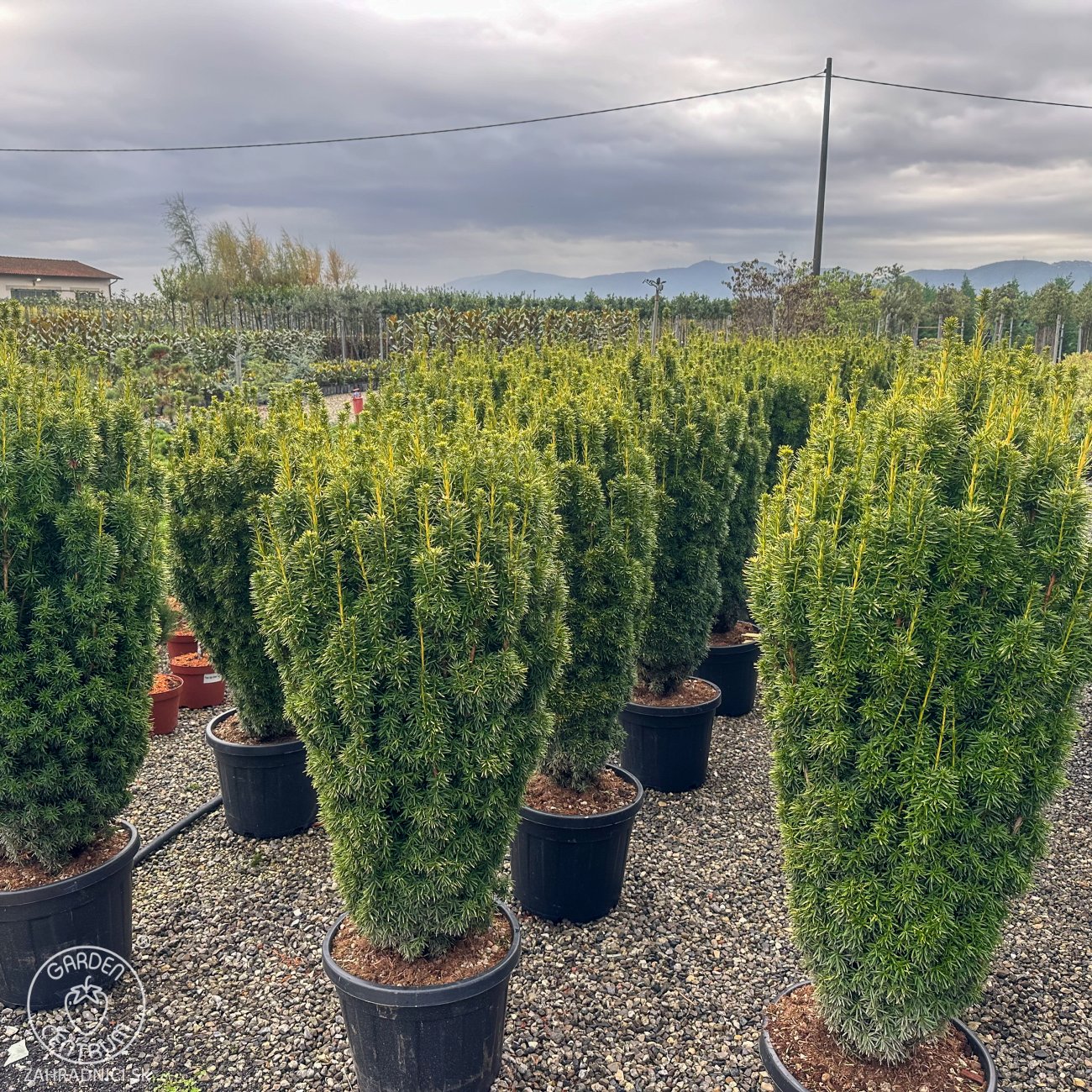 Obrázok Tis obyčajný (Taxus baccata) ´DAVID´ - výška 130-150 cm, kont. C55L